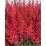 Астильба Astilbe Else Schluck